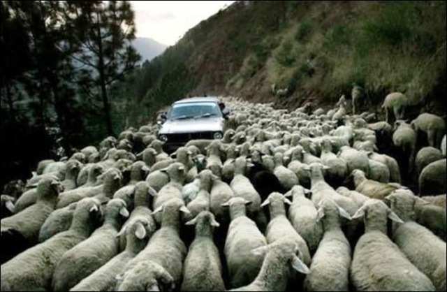 [Manifestación de ovejas[3].jpg]