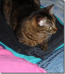 Gizmo likes my clothes
