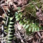 Boston Fern