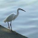 Little Egret 小白鷺
