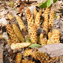 Squawroot