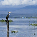 Great Cormorant