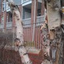 River Birch