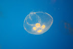 IMG_0917.JPG