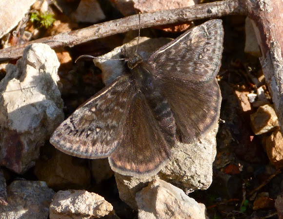 Spotting Image 1