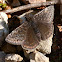 Juvenal's duskywing