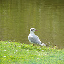 Seagull