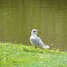 Seagull