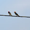 Lesser Striped Swallow