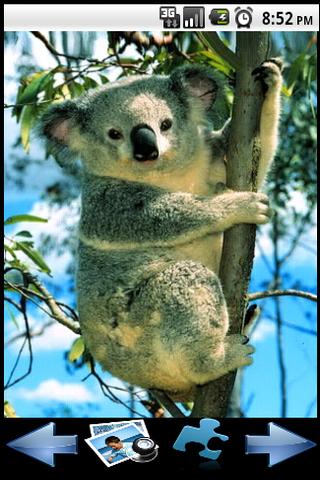 Koala Puzzle