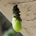 Monarch Butterfly Chrysalis