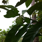 Noni (Upatot)