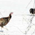 Wild Turkey