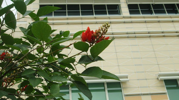 Spotting Image 1