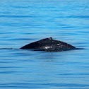Humpback Whale