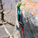 Common Flat Lizard