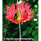 Hibiscus