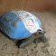 Asian forest tortoise