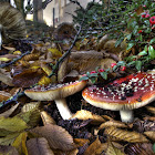 Fly Agaric