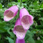 Common Foxglove 