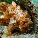 Warty Frogfish