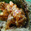Warty Frogfish