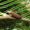White-dotted Brown Leafhopper