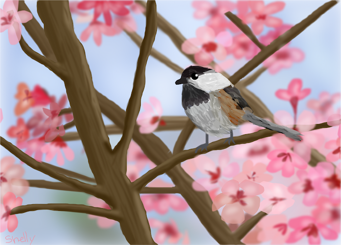 Chickadee in Spring