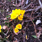 Crocus