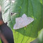Red-headed inchworm moth
