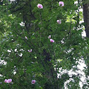 Hibiscus Tree