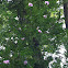 Hibiscus Tree