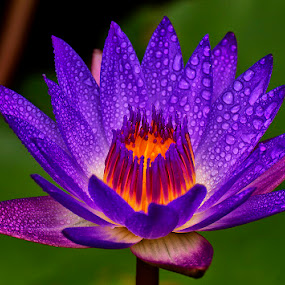 Glowing Colors by Charliemagne Unggay - Nature Up Close Flowers ( water drops, lily, nature, colors, flower )