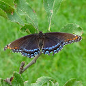 Red-spotted Purple