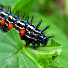 Autumn Leaf Caterpillar