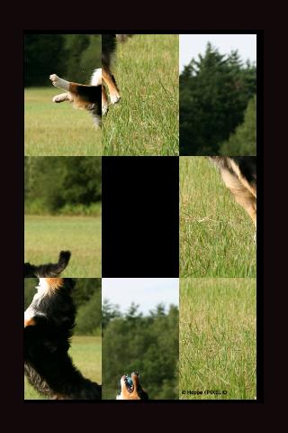 Dog's Sliding Puzzle Lite