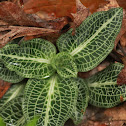 Rattlesnake Orchid