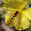 Long Hoverfly