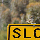 Ash-throated Flycatcher