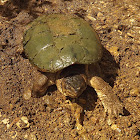 Common Snapping Turtle