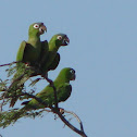 Mealy Amazon or Mealy Parrot