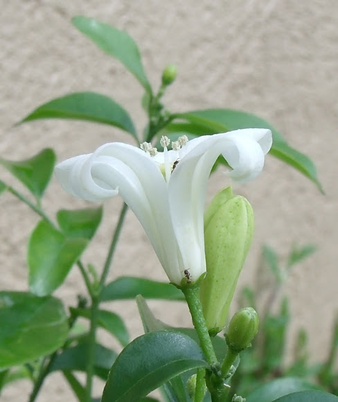 Spotting Image 1