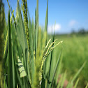 Asian Rice