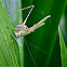 Blackfooted Bush Cricket