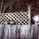 North American opossum