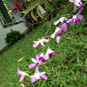 Purple orchid