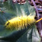 American Dagger Moth caterpillar