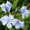 Blue Plumbago