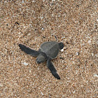 Green Sea Turtle