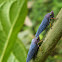 Leaf hoppers